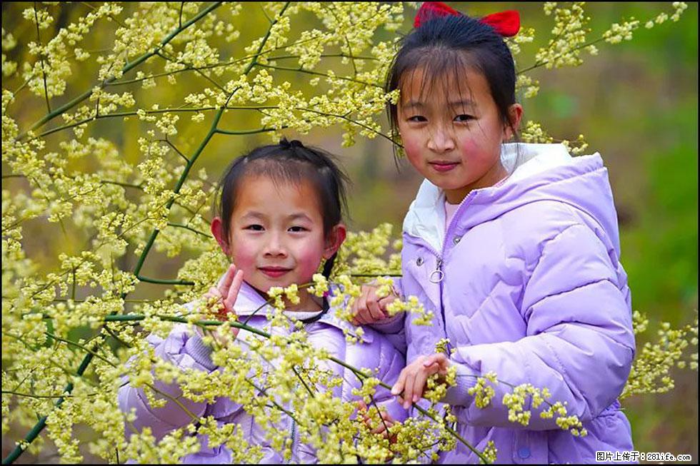 【春天,广西桂林灌阳县向您发出邀请!】米珠山前有片山苍子花在飘香 - 游山玩水 - 北海生活社区 - 北海28生活网 bh.28life.com