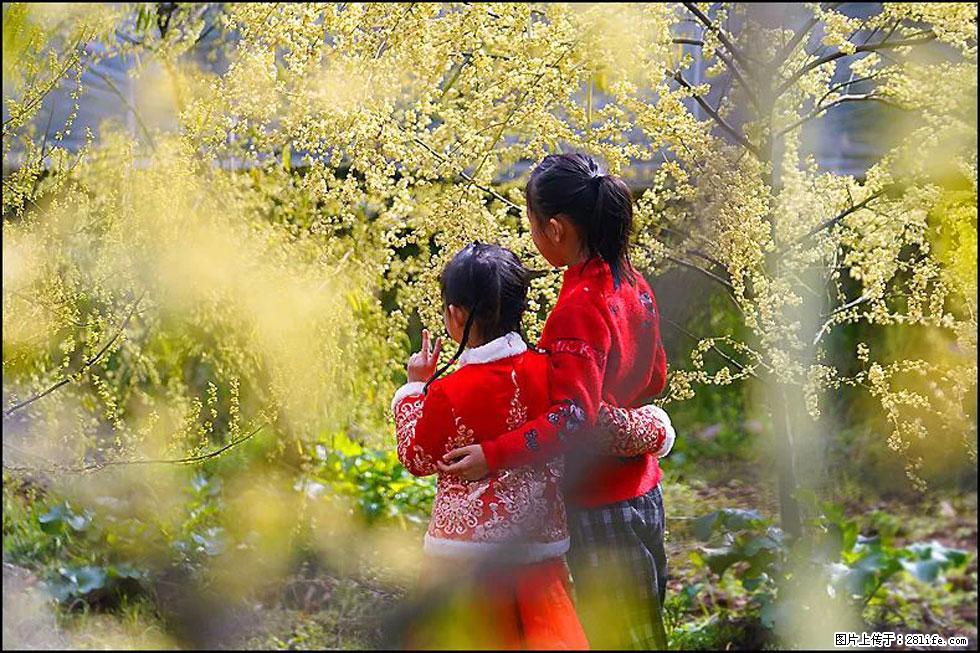 【春天,广西桂林灌阳县向您发出邀请!】米珠山前有片山苍子花在飘香 - 游山玩水 - 北海生活社区 - 北海28生活网 bh.28life.com