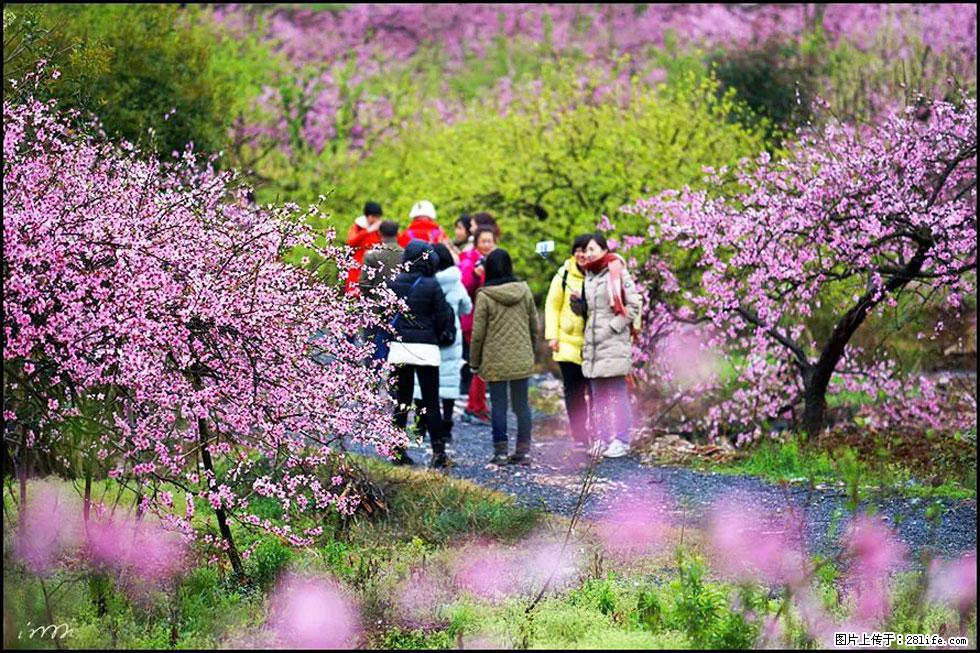 【春天,广西桂林灌阳县向您发出邀请!】官庄村有个醉美的桃花园 - 游山玩水 - 北海生活社区 - 北海28生活网 bh.28life.com
