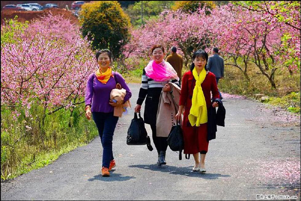 【春天,广西桂林灌阳县向您发出邀请!】官庄村有个醉美的桃花园 - 游山玩水 - 北海生活社区 - 北海28生活网 bh.28life.com