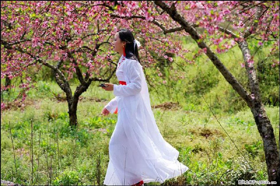【春天,广西桂林灌阳县向您发出邀请!】官庄村有个醉美的桃花园 - 游山玩水 - 北海生活社区 - 北海28生活网 bh.28life.com