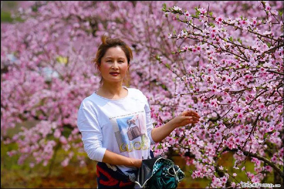 【春天,广西桂林灌阳县向您发出邀请!】官庄村有个醉美的桃花园 - 游山玩水 - 北海生活社区 - 北海28生活网 bh.28life.com