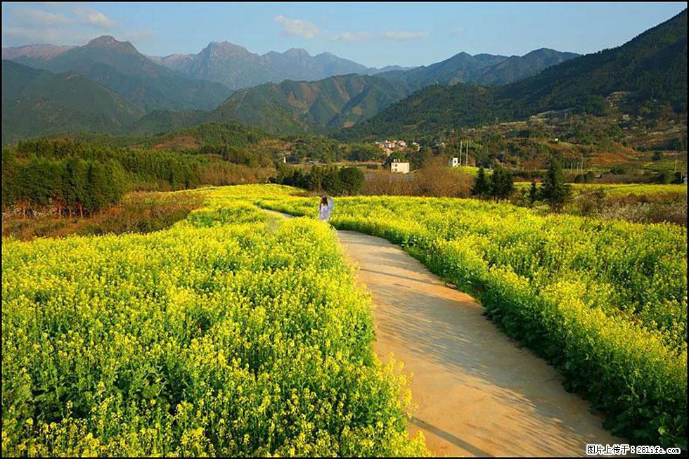 【春天,广西桂林灌阳县向您发出邀请!】长坪村油菜盛情花开 - 游山玩水 - 北海生活社区 - 北海28生活网 bh.28life.com