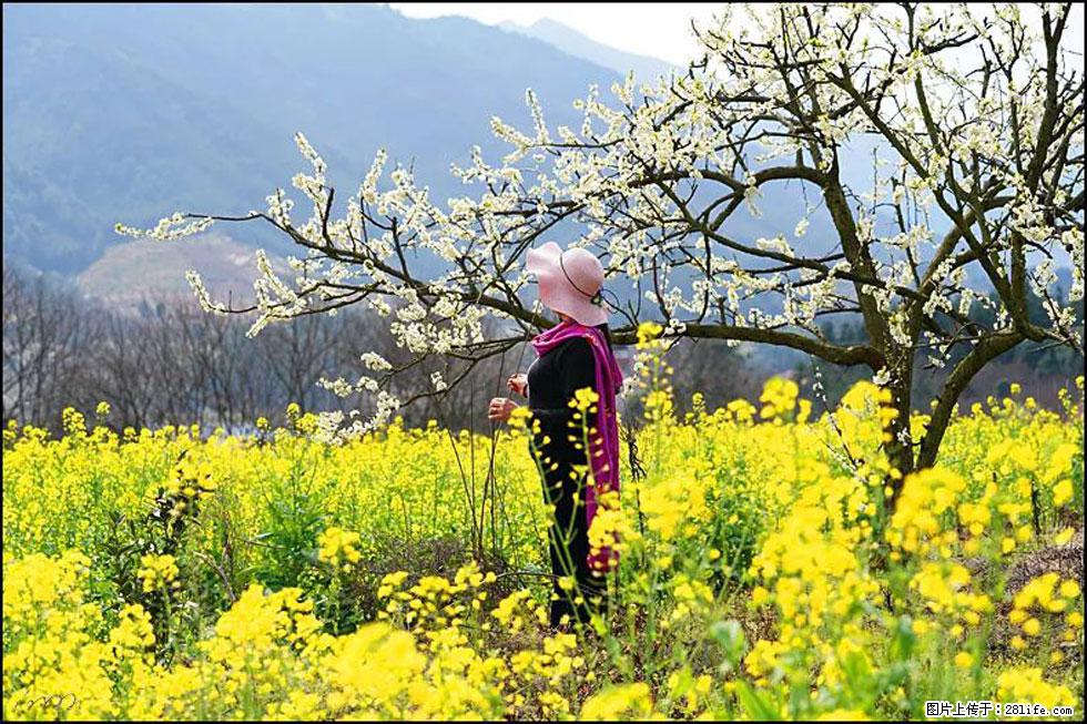 【春天,广西桂林灌阳县向您发出邀请!】长坪村油菜盛情花开 - 游山玩水 - 北海生活社区 - 北海28生活网 bh.28life.com