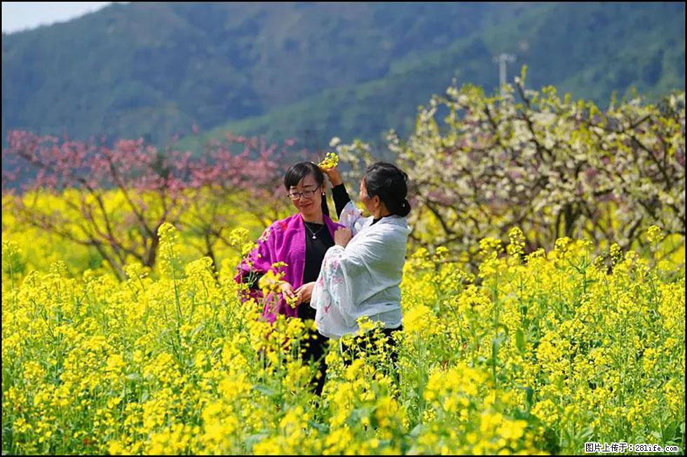 【春天,广西桂林灌阳县向您发出邀请!】长坪村油菜盛情花开 - 游山玩水 - 北海生活社区 - 北海28生活网 bh.28life.com