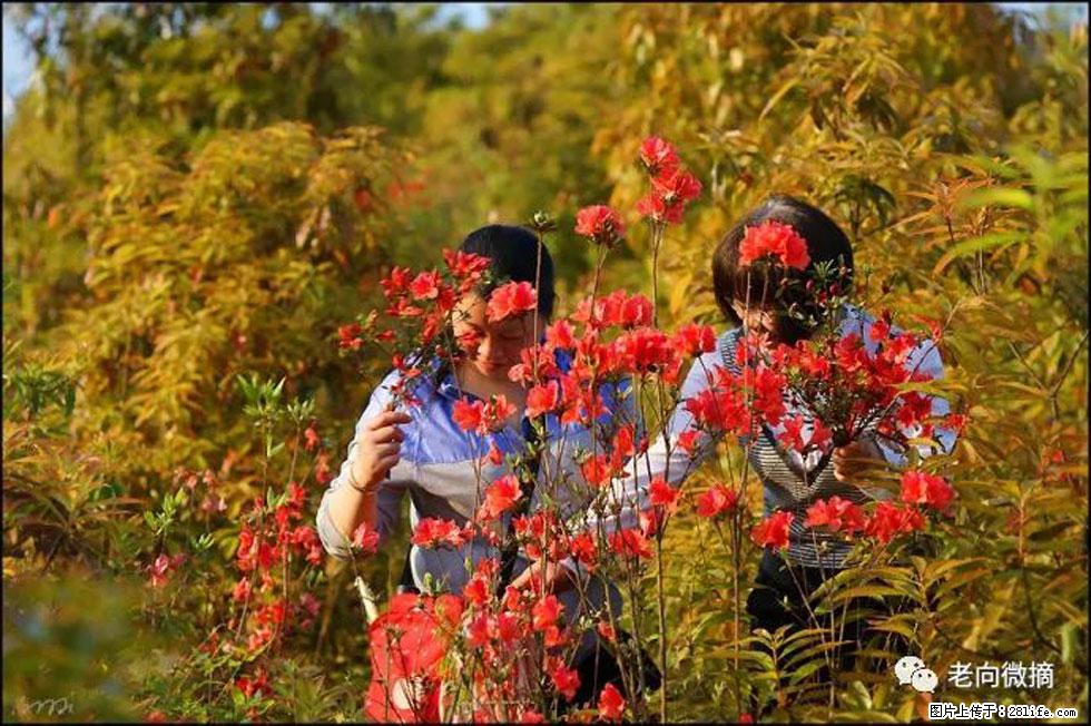【春天,广西桂林灌阳县向您发出邀请!】登麒麟山,相约映山红 - 游山玩水 - 北海生活社区 - 北海28生活网 bh.28life.com