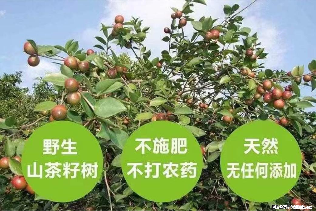 【灌阳县油茶产业示范区】一个有着充实的精神生活的人,对待身外之物自会有一种淡泊的态度 - 土特产 - 饮食特产 - 北海分类信息 - 北海28生活网 bh.28life.com