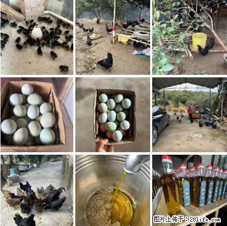 油茶园从小鸡仔开始养起的纯土鸡、土鸡蛋可以预定啦!还有前几天刚榨的纯山茶油哦 - 美食天地 - 北海生活社区 - 北海28生活网 bh.28life.com
