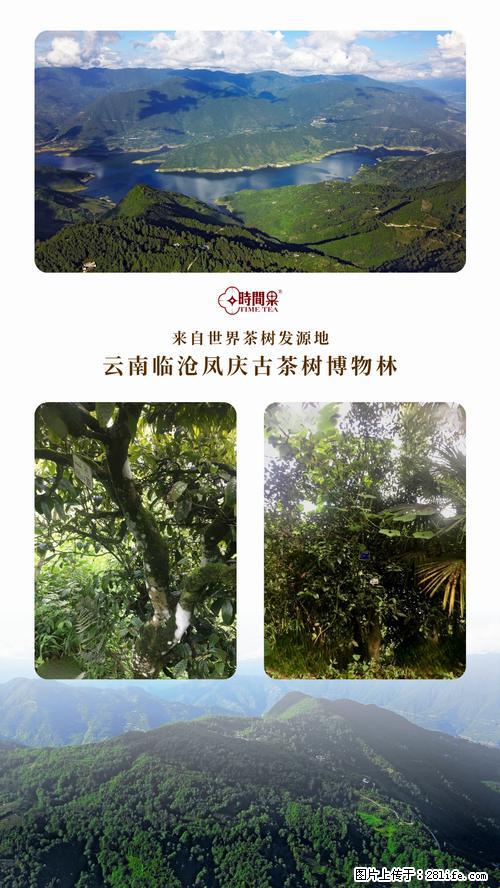时间果百年古树2025年春红茶 - 购物交流 - 北海生活社区 - 北海28生活网 bh.28life.com