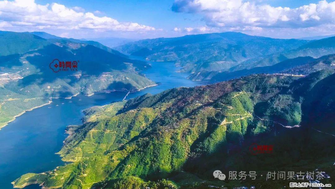 时间果百年古树龙珠普洱生茶 - 购物交流 - 北海生活社区 - 北海28生活网 bh.28life.com