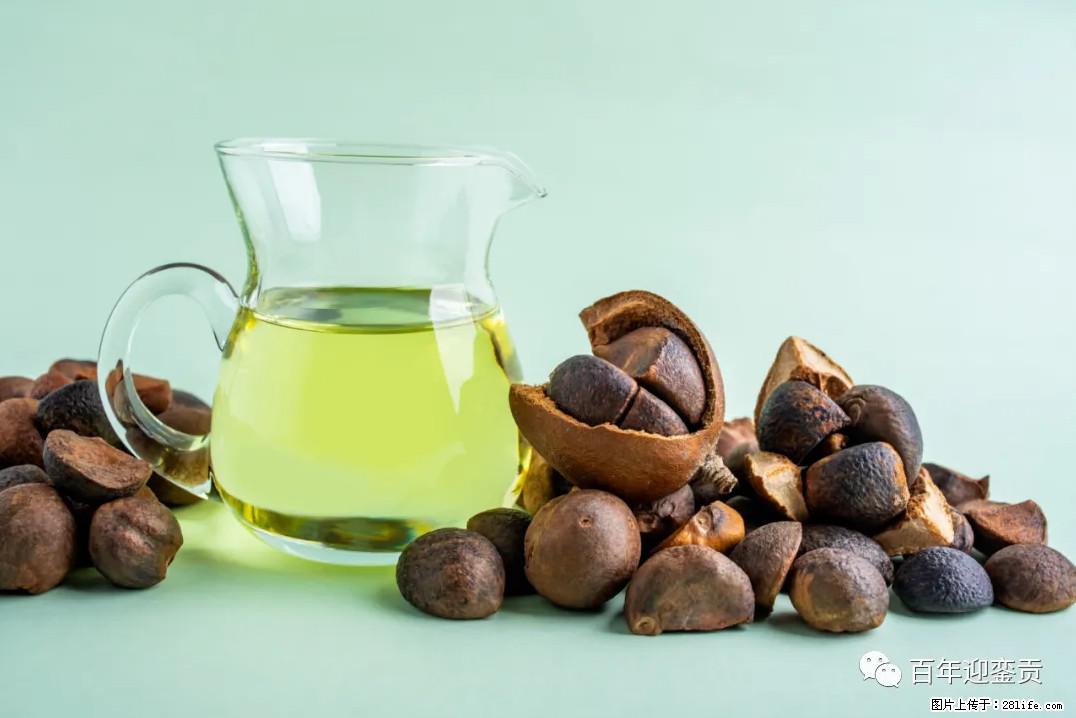 世界没有真相，只有认知，最好的食用油是中国的山茶油！ - 北海生活资讯 - 北海28生活网 bh.28life.com