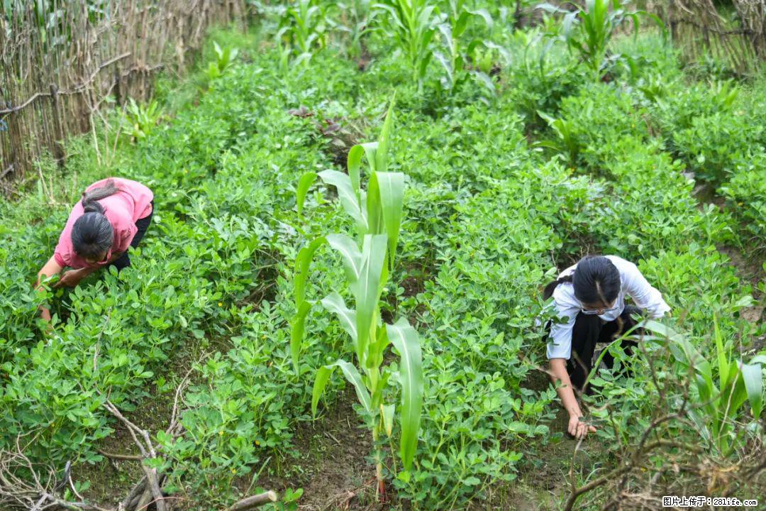 全网追的“扁担女孩”,找了一份暑假工,时薪12元 - 北海生活资讯 - 北海28生活网 bh.28life.com