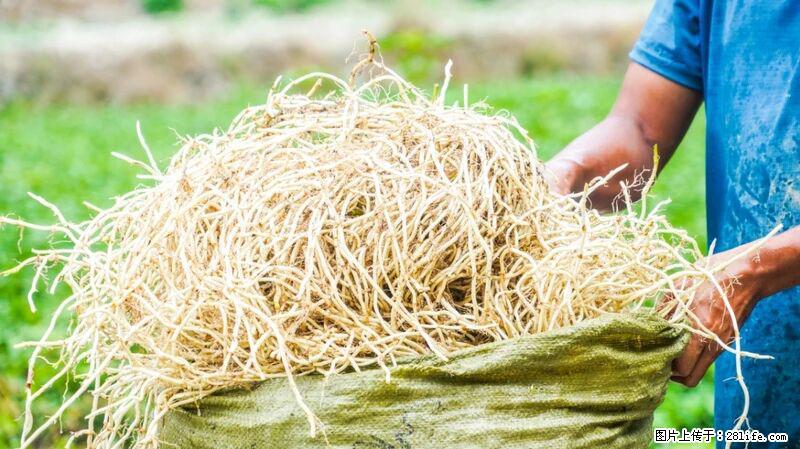 堪称“最难吃”的蔬菜,却是 “抗辐射神器”,还能护肺、清热、止咳化痰! - 北海生活资讯 - 北海28生活网 bh.28life.com