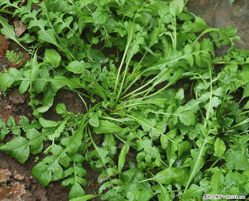 这些蔬菜是“天然钙片”，这6种被医生重点推荐 - 北海生活资讯 - 北海28生活网 bh.28life.com