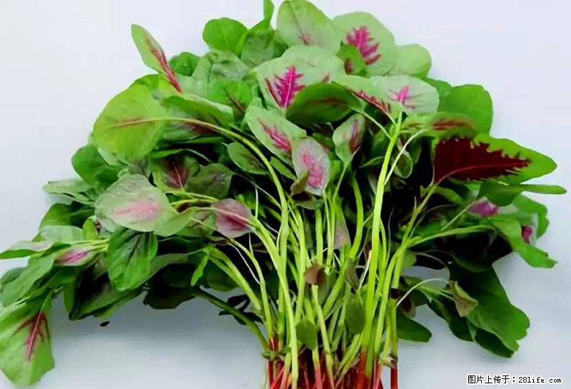 这些蔬菜是“天然钙片”，这6种被医生重点推荐 - 北海生活资讯 - 北海28生活网 bh.28life.com