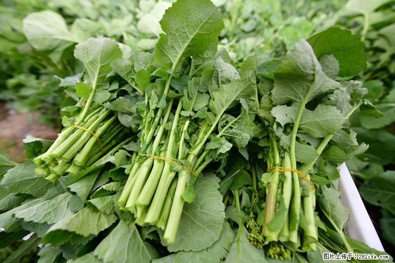 这些蔬菜是“天然钙片”，这6种被医生重点推荐 - 北海生活资讯 - 北海28生活网 bh.28life.com